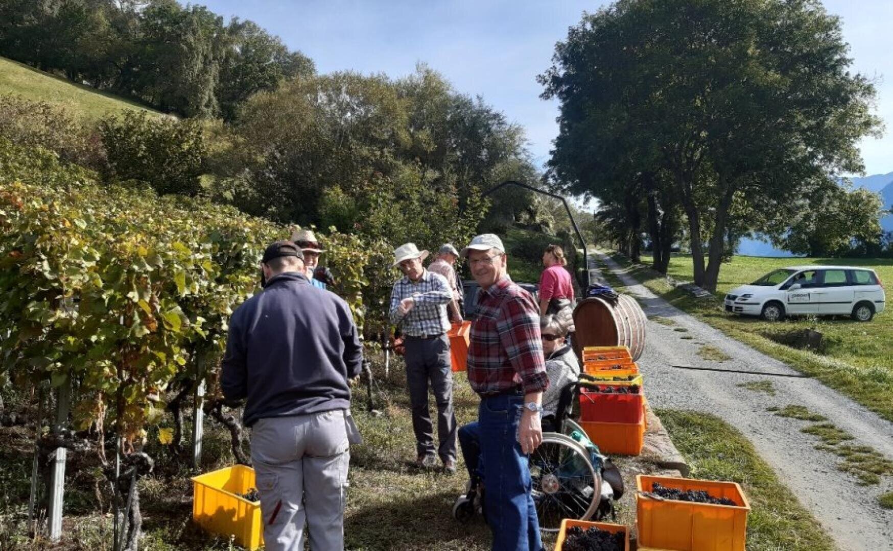 A group of people harvest grapes in a sunny vineyard, placing bunches into yellow crates. Some wear hats and plaid shirts. Trees, hills, a white van, and a gravel road are visible in the background.