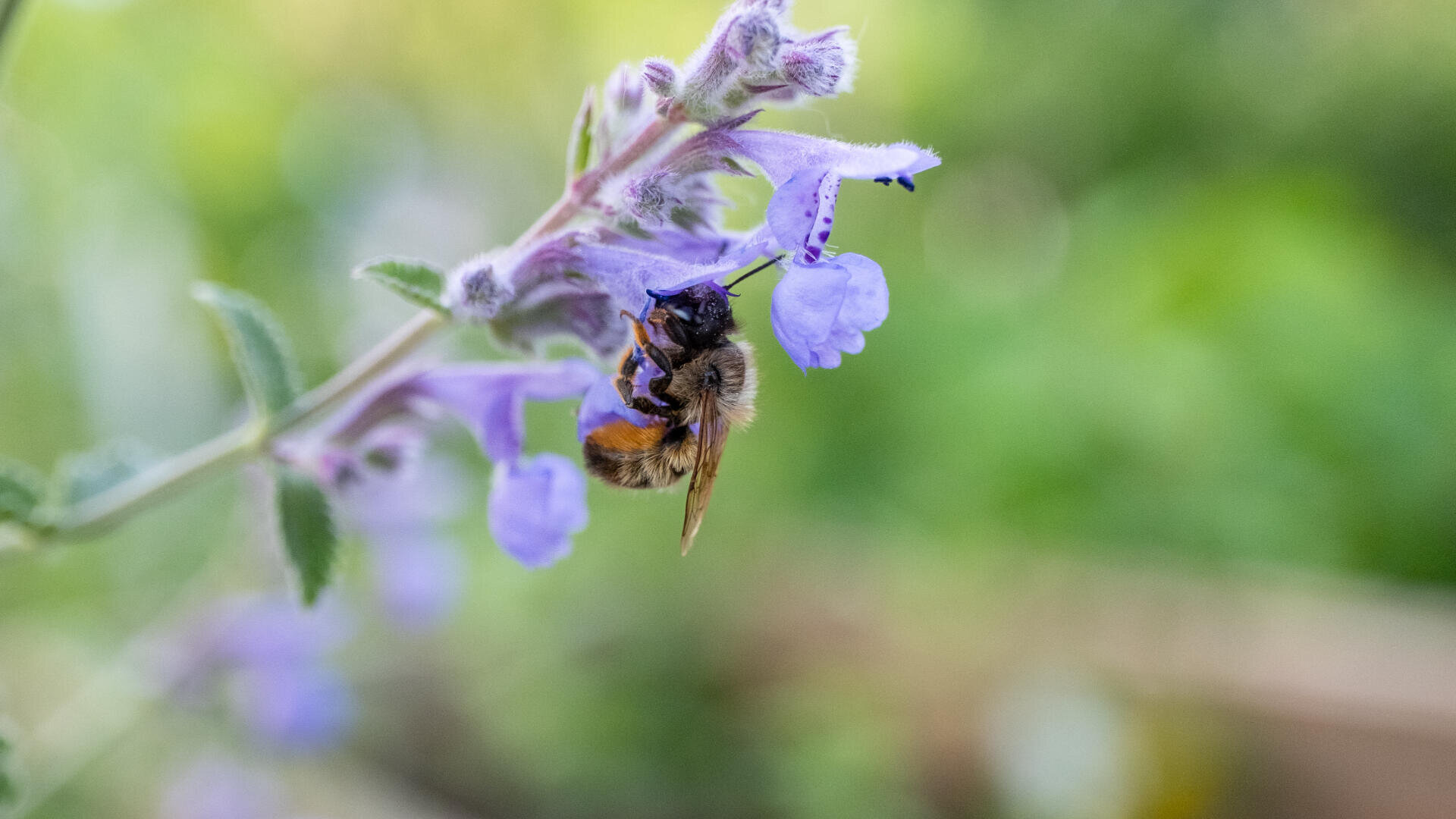 Eine Nahaufnahme einer Biene, die Nektar von einer hellvioletten Blüte sammelt, mit einem unscharfen grünen Hintergrund in einer Gartenlandschaft.