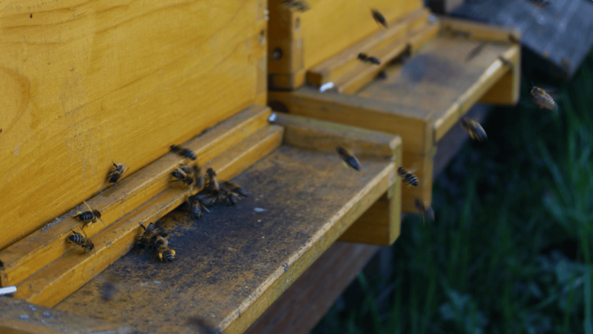 Several bees are flying around and landing on the entrances of yellow wooden beehives situated outdoors, with green grass visible below the hives.