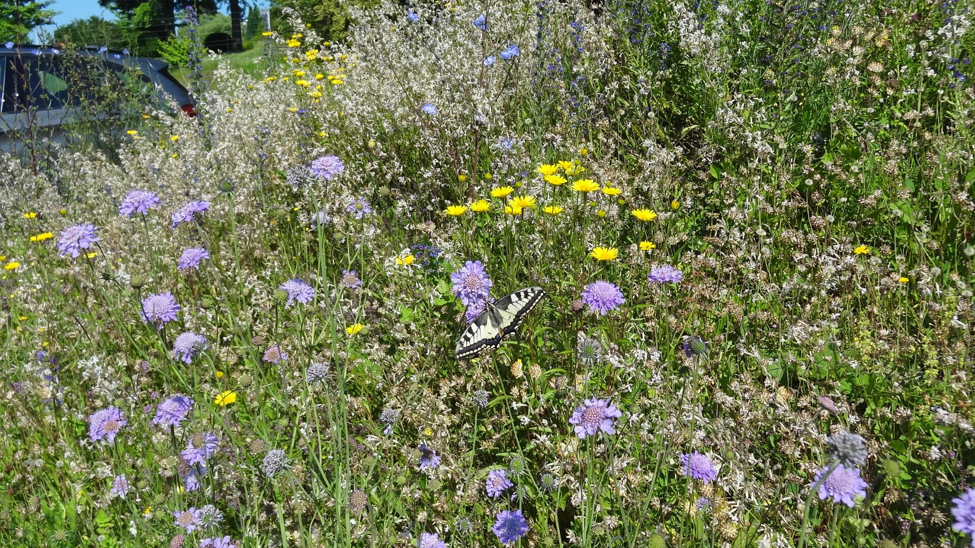 Wildblumen in violetten und gelben Farbtönen blühen auf einer Wiese neben einem geparkten Auto, und ein schwarz-gelber Schmetterling ruht sich auf einer violetten Blüte in der Mitte des Bildes aus.