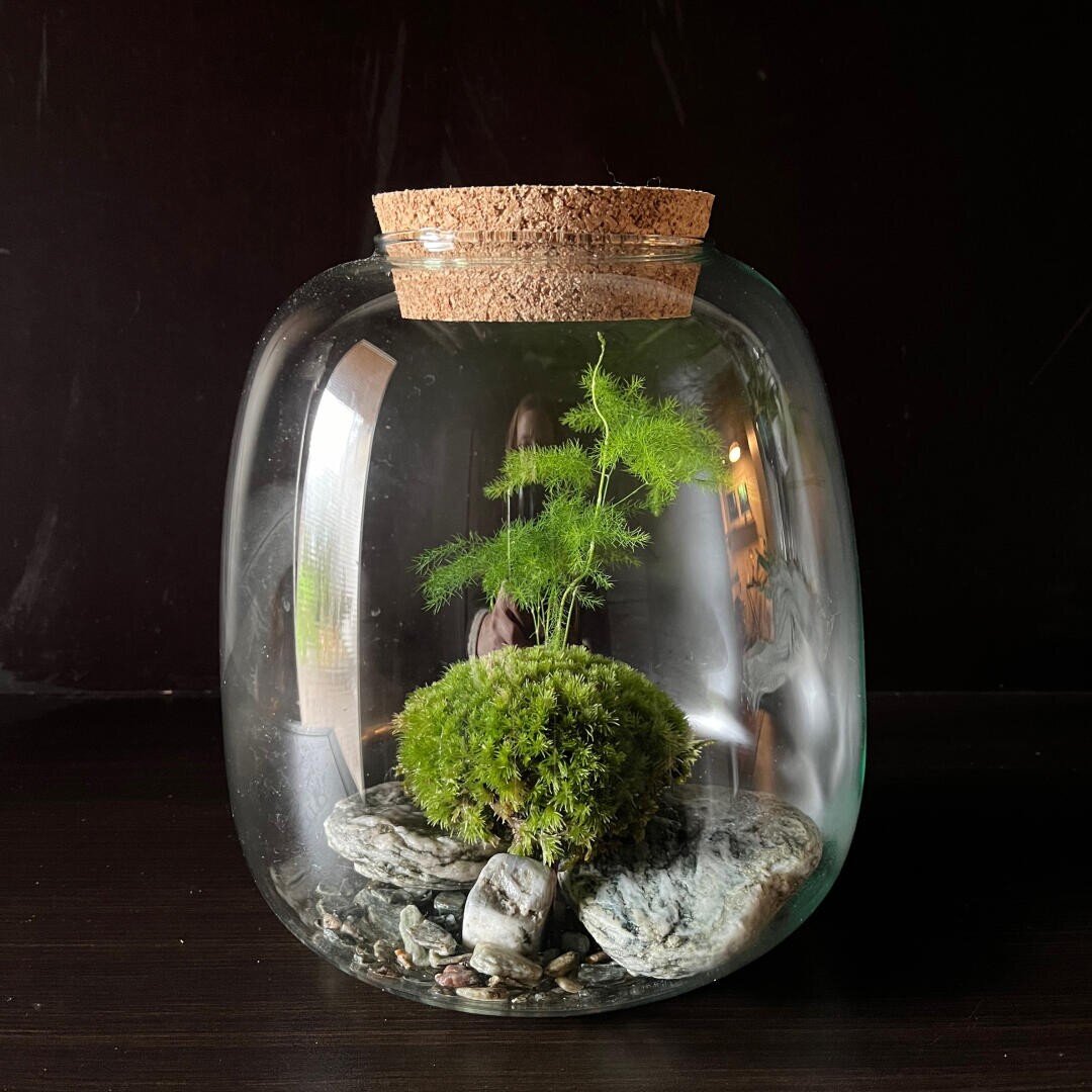 Ein Glasterrarium mit Korkdeckel enthält eine kleine Grünpflanze und eine Mooskugel, umgeben von Steinen und Kieselsteinen, vor einem dunklen Hintergrund.