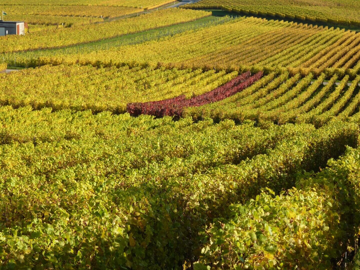Rows of vines stretch across rolling hills, mostly green and yellow, with a single row of red vines. The landscape is bathed in sunlight, creating a vibrant patchwork effect.