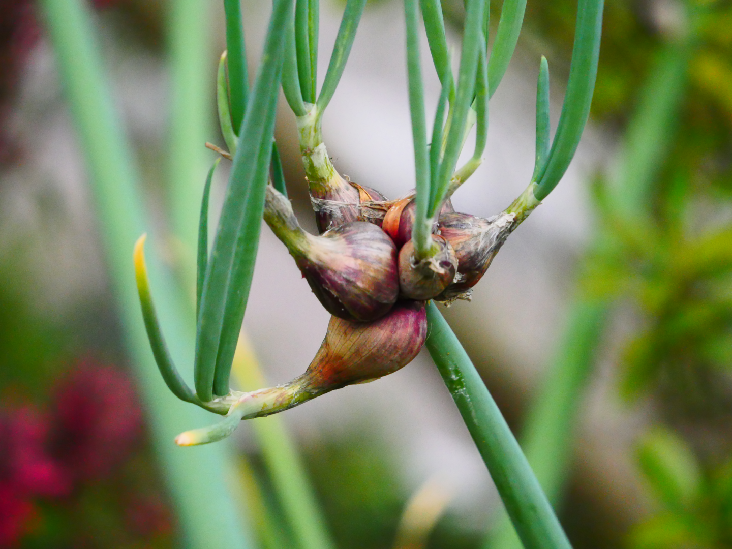 Close-up of an Egyptian onion plant with small, reddish-purple bulbs growing at the top of tall green stems, with a blurred background of foliage.