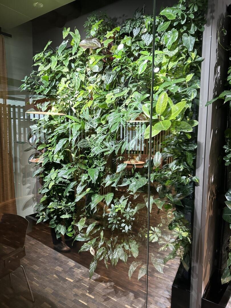 Ein üppiger grüner vertikaler Garten mit verschiedenen Blattpflanzen, die an einer Wand in einem modernen Innenraum wachsen, abgetrennt durch eine Glasscheibe und einen darunter sichtbaren Holzfußboden.