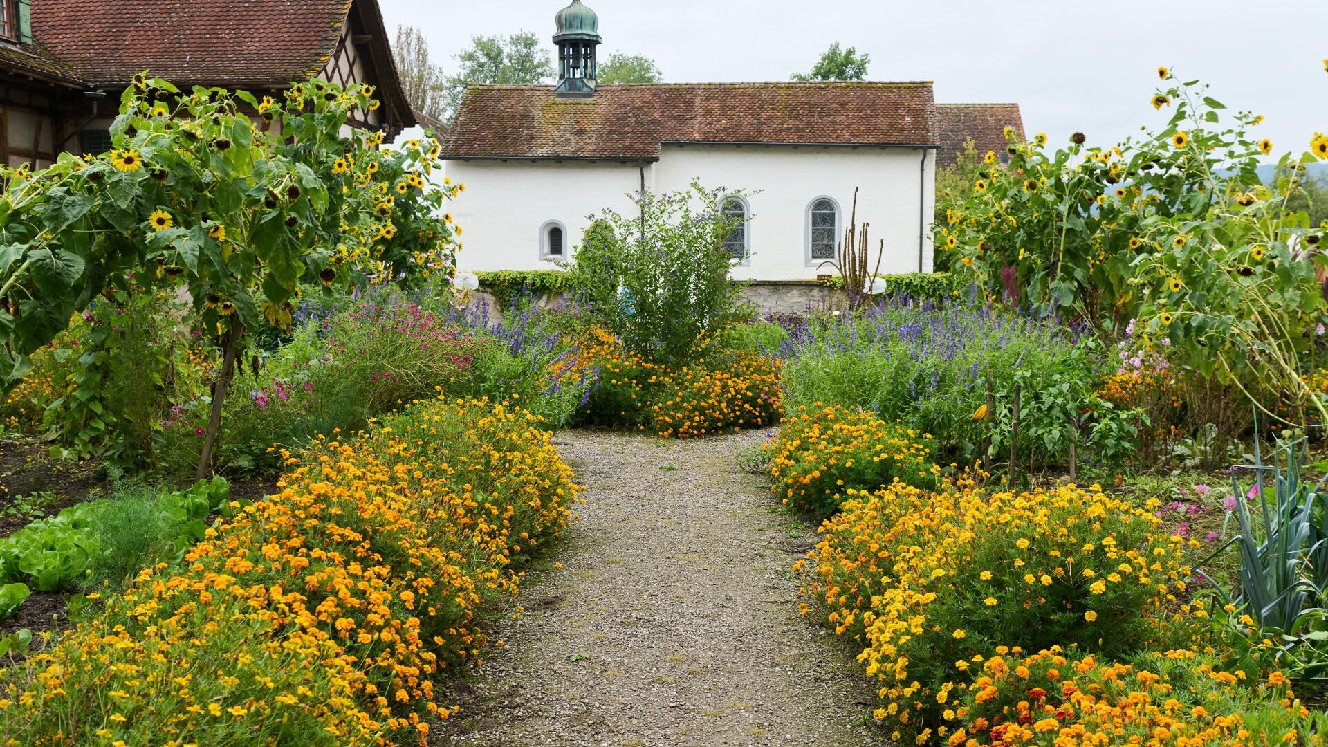 Ein mit leuchtend gelben Blumen gesäumter Kiesweg führt durch einen üppigen Garten zu einem weissen Gebäude mit rotem Ziegeldach und kleiner Kuppel, das von Sonnenblumen und Grünpflanzen umgeben ist.