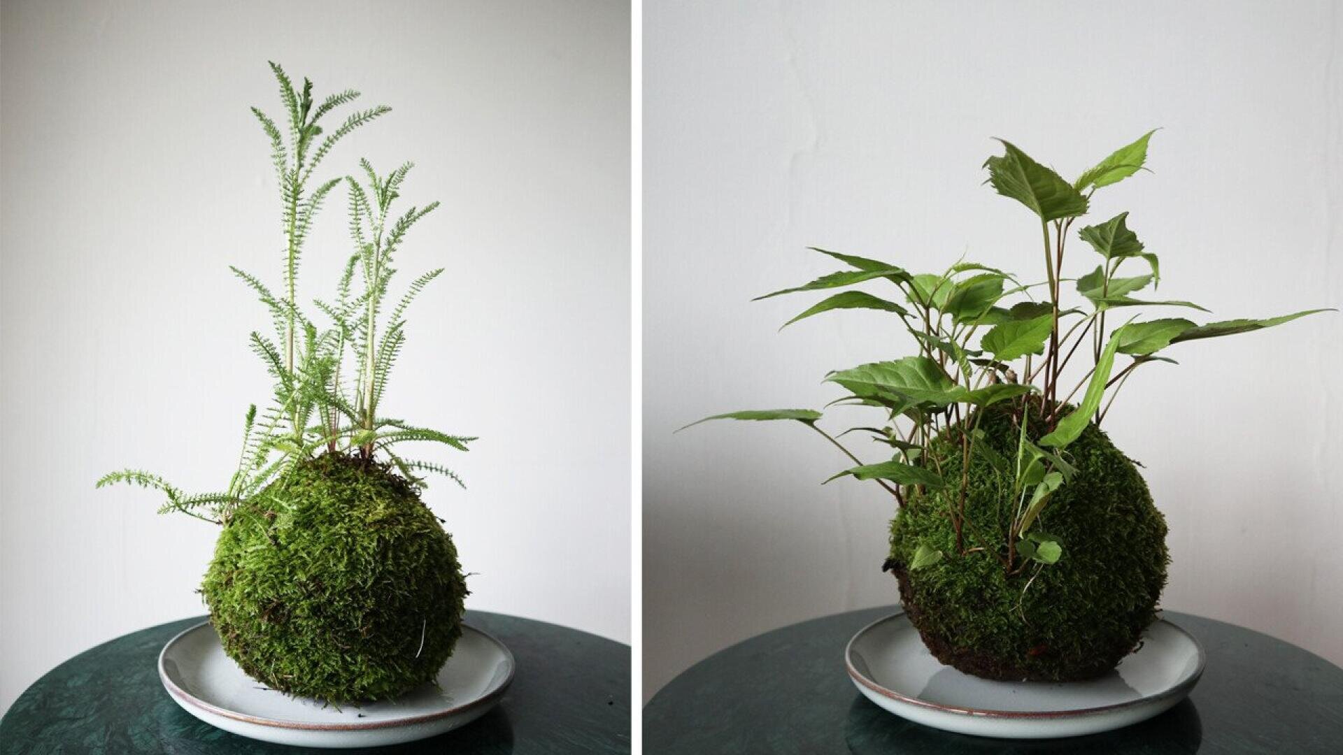 Two moss-covered kokedama plant balls sit on white plates. The left one has tall, thin green stems and fern-like leaves, while the right one has shorter stems with broader, heart-shaped green leaves. Both are on a green surface.