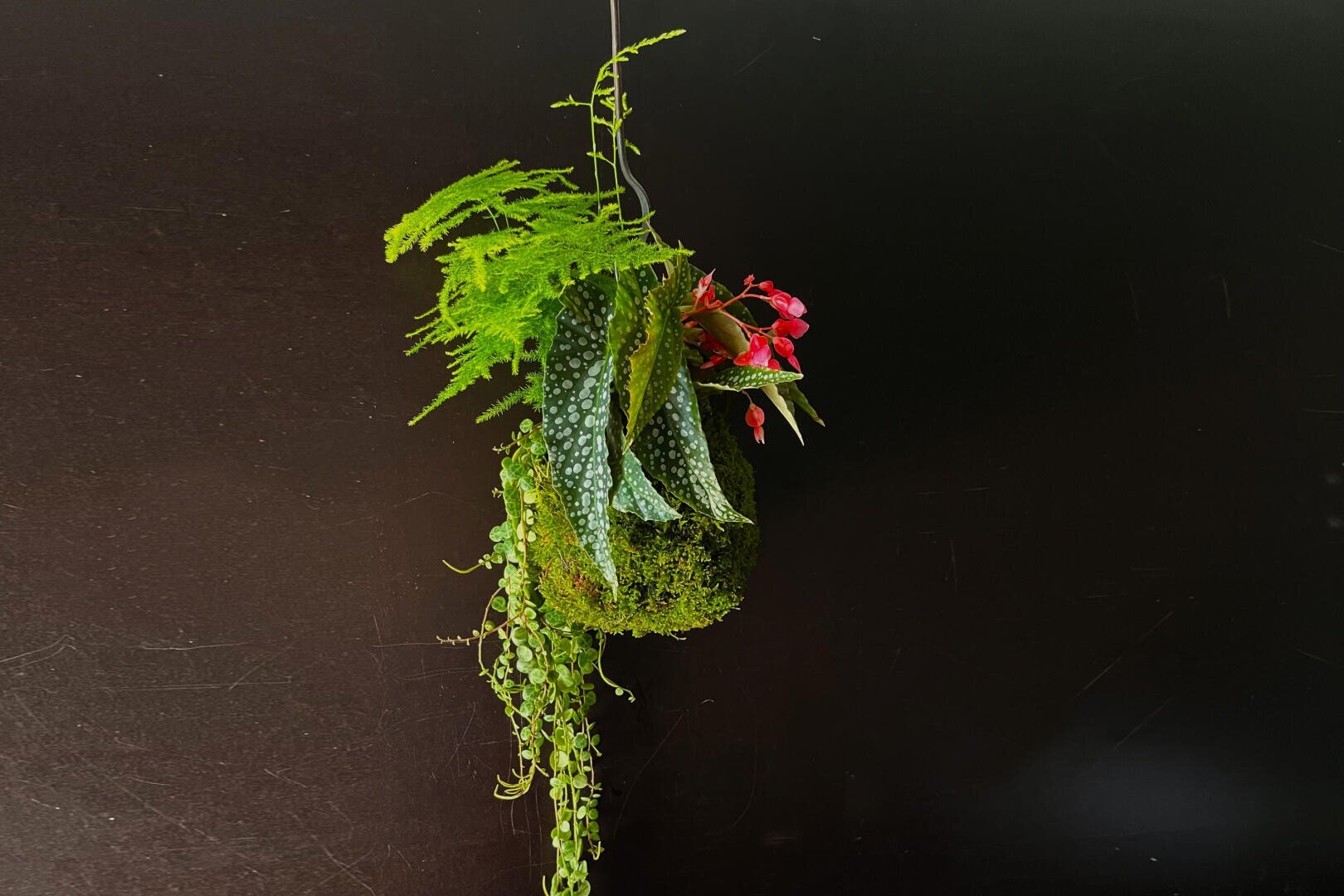 Ein hängendes Arrangement aus verschiedenen grünen Pflanzen mit strukturierten Blättern, kaskadenartigen Ranken und einem Büschel kleiner roter Blüten vor einem schlichten dunklen Hintergrund.