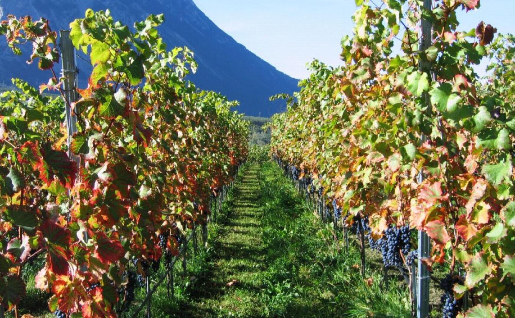 Reihen von Weinstöcken mit grünen und rötlichen Blättern wachsen in einem Weinberg, in dem Trauben mit dunklen Beeren zu sehen sind. Zwischen den Reihen verläuft ein grasbewachsener Weg, und im Hintergrund erhebt sich ein Berg unter einem klaren blauen Himmel.