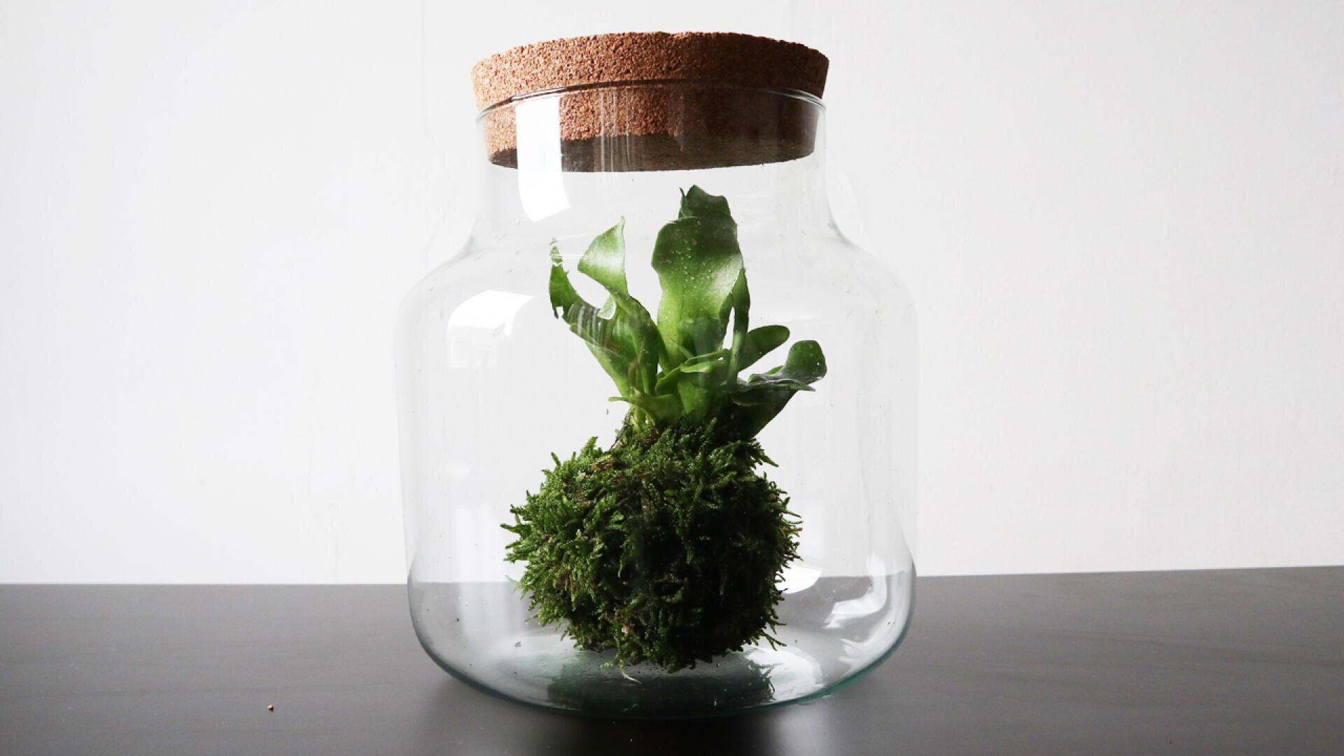 Eine Kokedama-Pflanze mit grünen Blättern und einem mit Moos bedeckten Erdballen befindet sich in einem Klarglasgefäß mit Korkdeckel, das auf einer dunklen Fläche vor einem schlichten weißen Hintergrund steht.