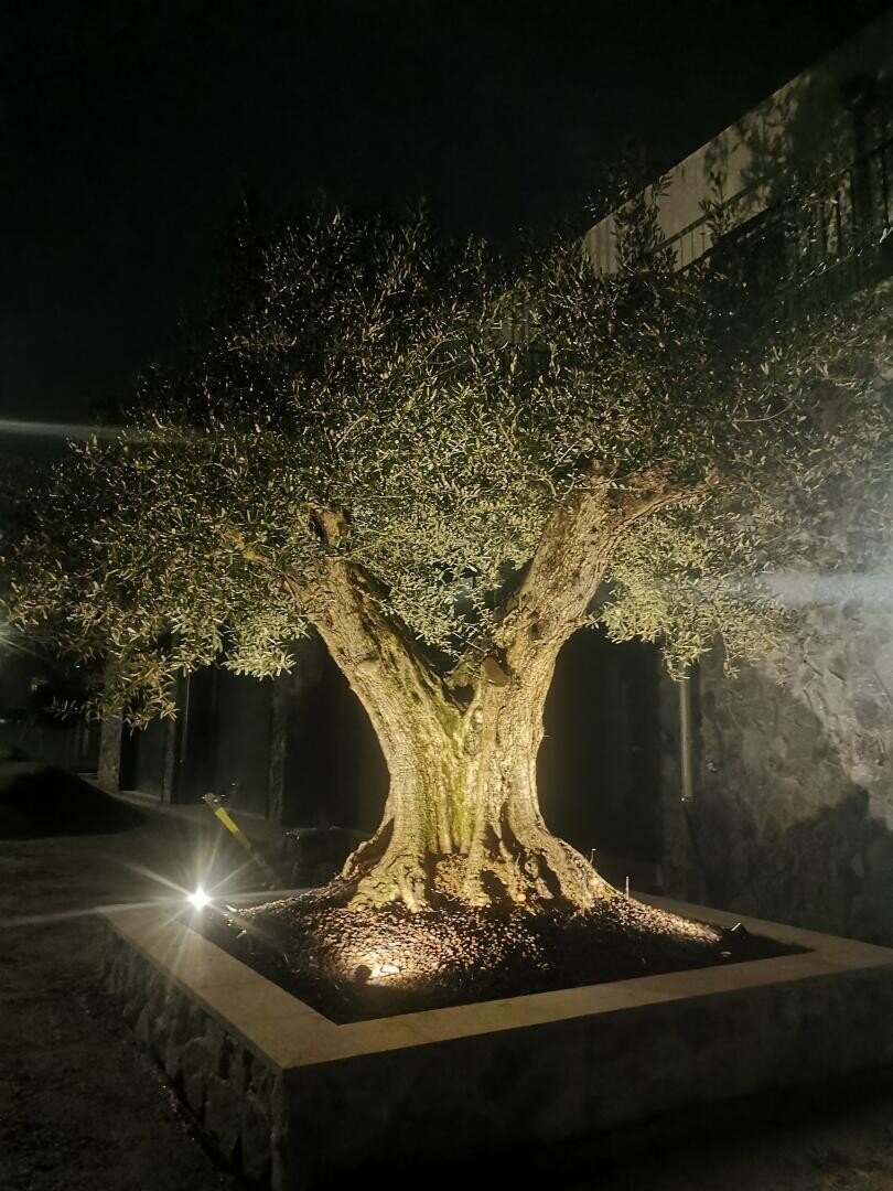 Ein alter Olivenbaum, der in einem erhöhten Steintopf mit einem Gebäude im Hintergrund gepflanzt ist, wird nachts von Bodenleuchten beleuchtet. Der Baum wirft dramatische Schatten, die seine strukturierte Rinde und sein dichtes Blattwerk hervorheben.