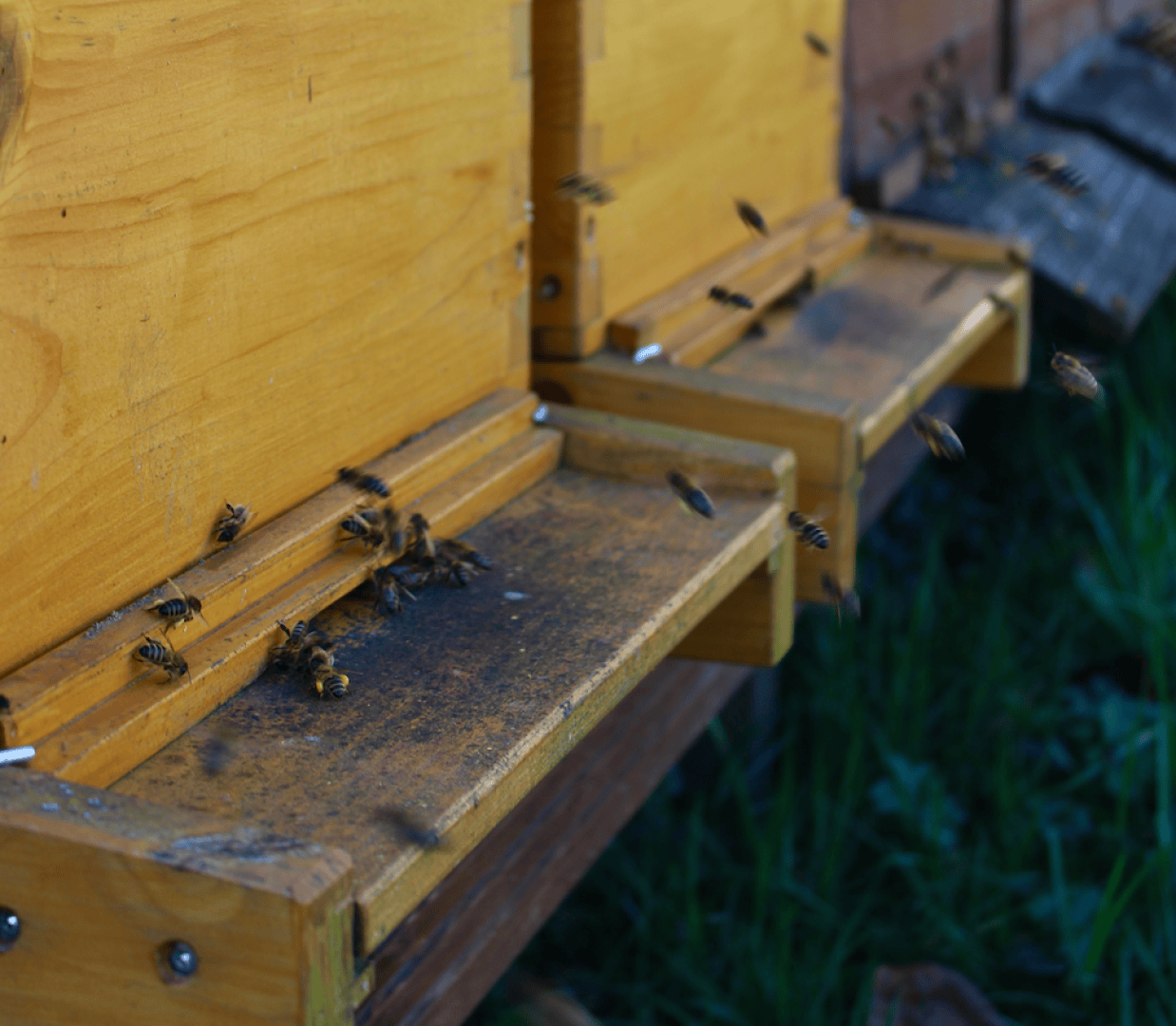 Bienen fliegen umher und landen auf den Eingängen von hölzernen Bienenstöcken im Freien, umgeben von grünem Gras.