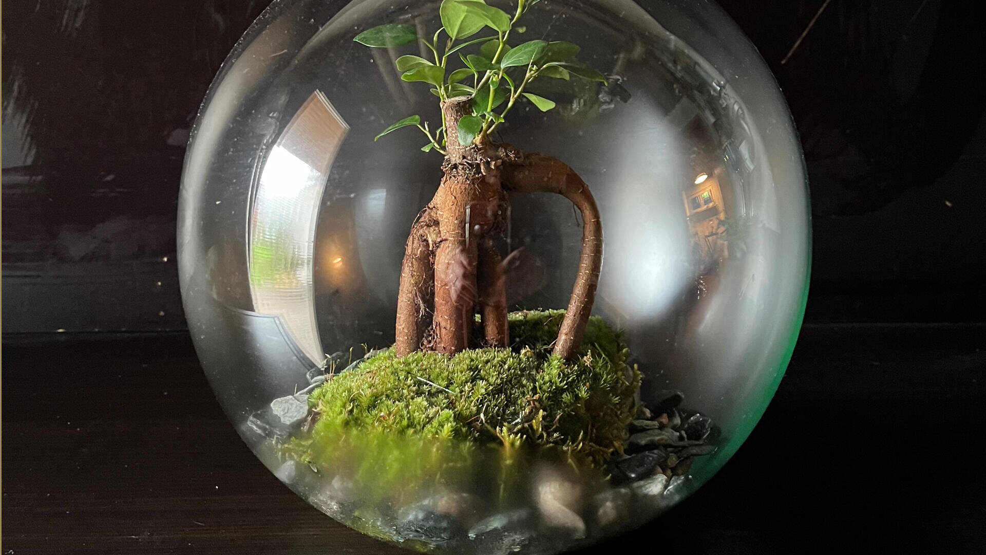 Eine kleine grüne Pflanze mit freiliegenden Wurzeln wächst in Moos und Kieselsteinen in einem runden Glasterrarium vor einem dunklen Hintergrund.