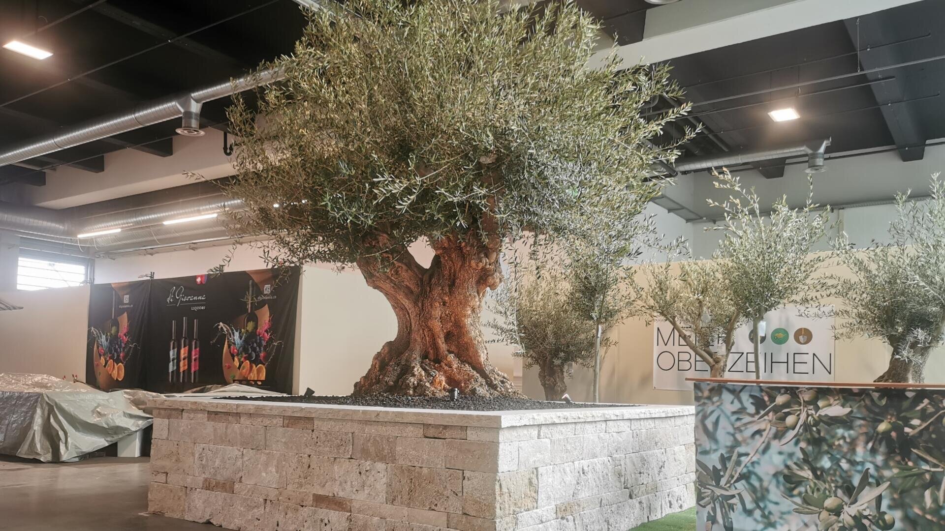 Ein großer Olivenbaum mit einem dicken Stamm steht in einem steinernen Pflanzgefäß in einem modernen Innenraum mit hohen Decken und freiliegenden Rohren. Im Hintergrund sind Banner und weitere getopfte Olivenbäume zu sehen.