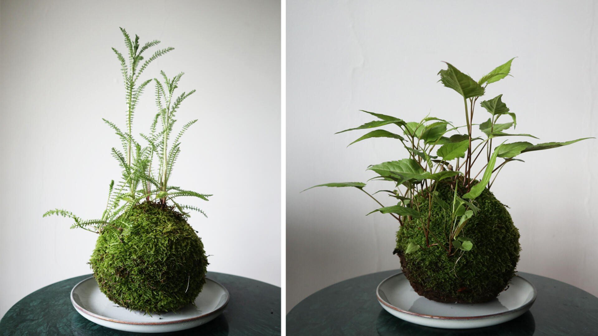 Zwei moosbedeckte Kokedama-Pflanzenarrangements stehen auf weißen Tellern. Das linke ist mit hohen, dünnblättrigen Farnen bestückt, während das rechte breitere, spitze grüne Blätter hat. Beide sind auf einer runden, dunkelgrünen Fläche vor einem schlichten Hintergrund ausgestellt.