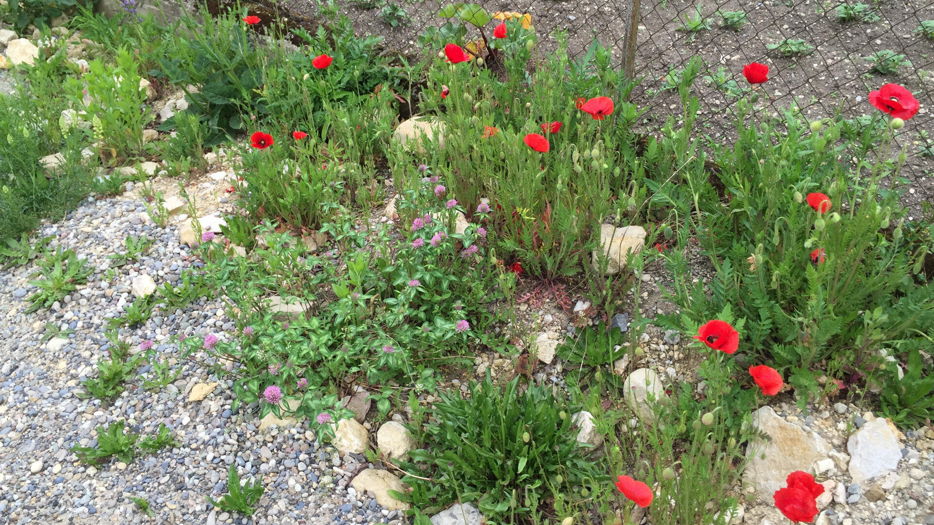 Wildblumen, darunter roter Mohn und violetter Klee, wachsen zwischen grünem Gras und Steinen neben einem Maschendrahtzaun auf einem kiesigen, unebenen Boden.