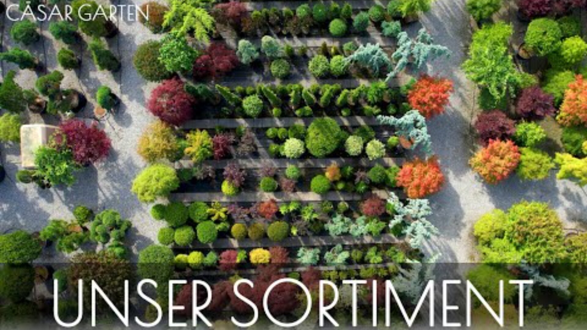 Luftaufnahme eines Gartencenters mit ordentlich angeordneten Reihen verschiedener bunter Bäume und Sträucher. Der Text lautet "Cäsar Garten" oben links und "Unser Sortiment" unten.
