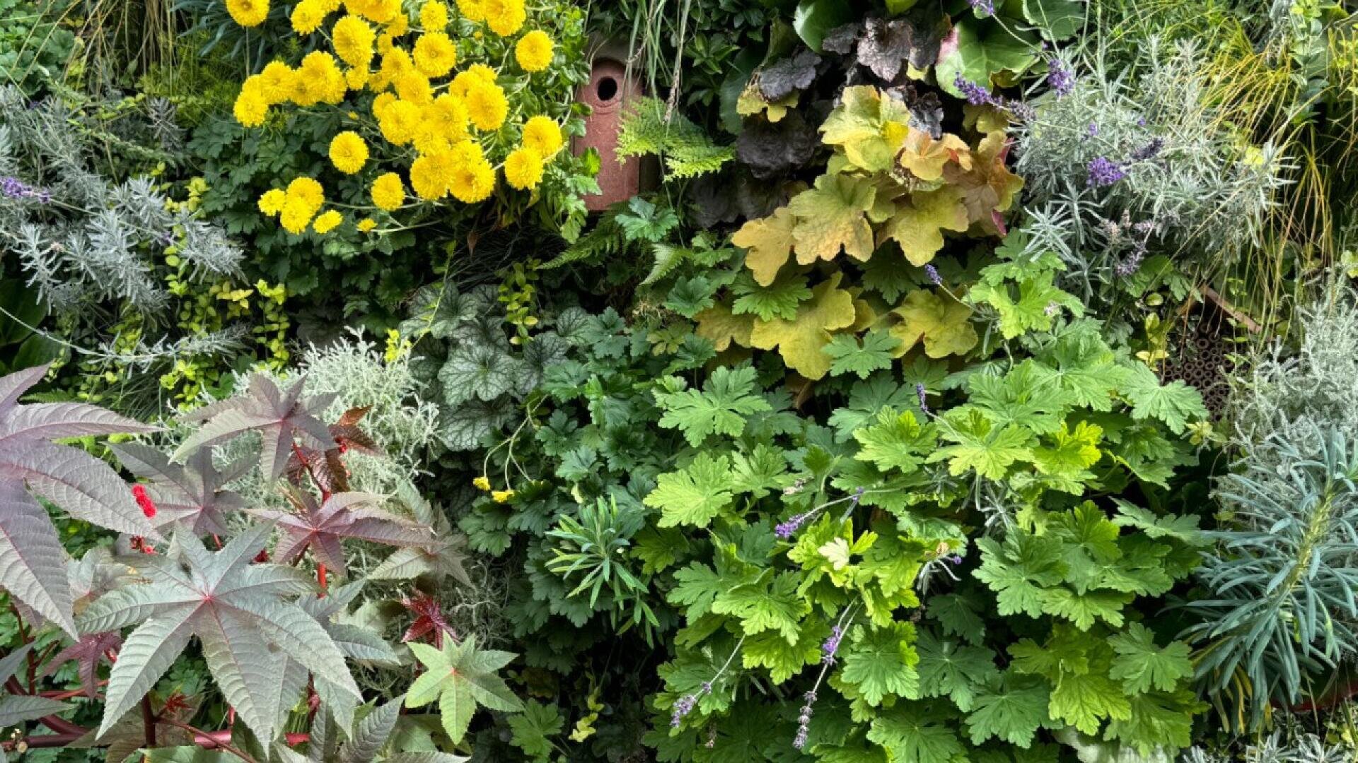 A dense, vibrant garden with yellow flowers, lush green leaves, and various foliage. A small brown birdhouse is partially hidden among the plants. The scene is filled with diverse textures and shades of green.