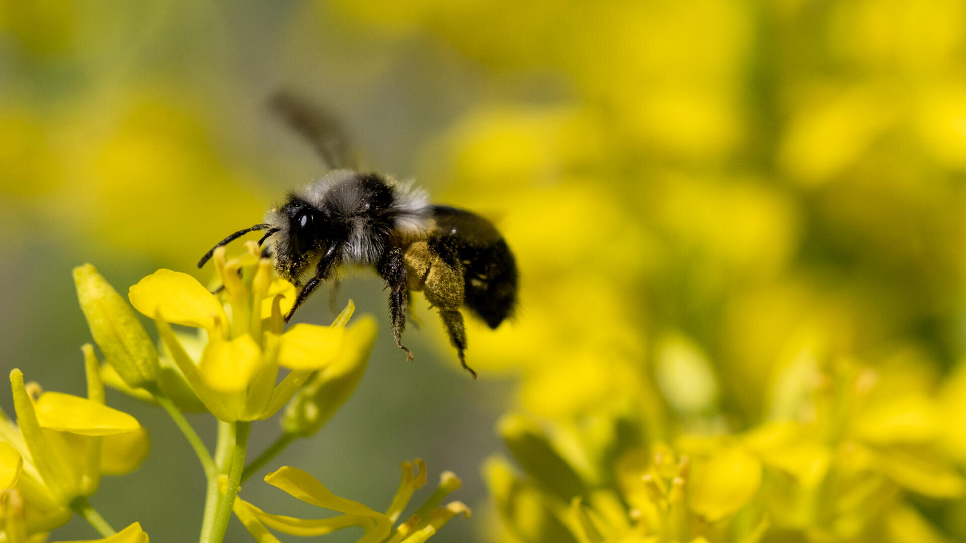 Eine Nahaufnahme einer Biene, die in der Nähe einer gelben Blüte schwebt und Pollen sammelt, mit einem unscharfen Hintergrund aus weiteren gelben Blüten.