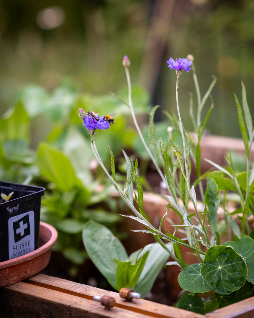 A close-up of blooming purple wildflowers in a garden bed where a bee is collecting nectar. A small black flowerpot with the inscription Suisse Garantie stands nearby. Green foliage fills the background.