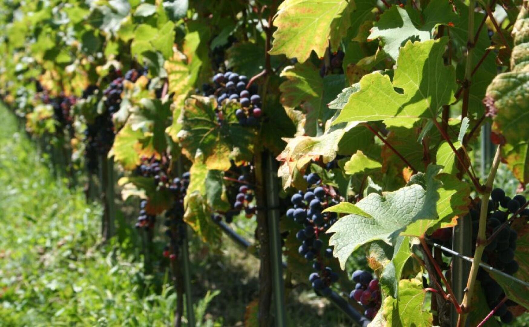 Reihen von Weinstöcken mit dunkelvioletten Trauben hängen unter großen grünen Blättern in einem sonnigen Weinberg. Zwischen den Reihen wächst Gras, und das Sonnenlicht dringt durch das Laub.