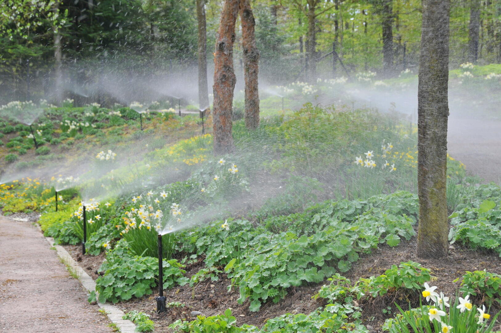 Automatische Sprinkleranlagen bewässern einen üppigen Garten mit grünen Pflanzen und blühenden gelben und weißen Blumen, mit mehreren Bäumen und einem Feldweg entlang der Beete.