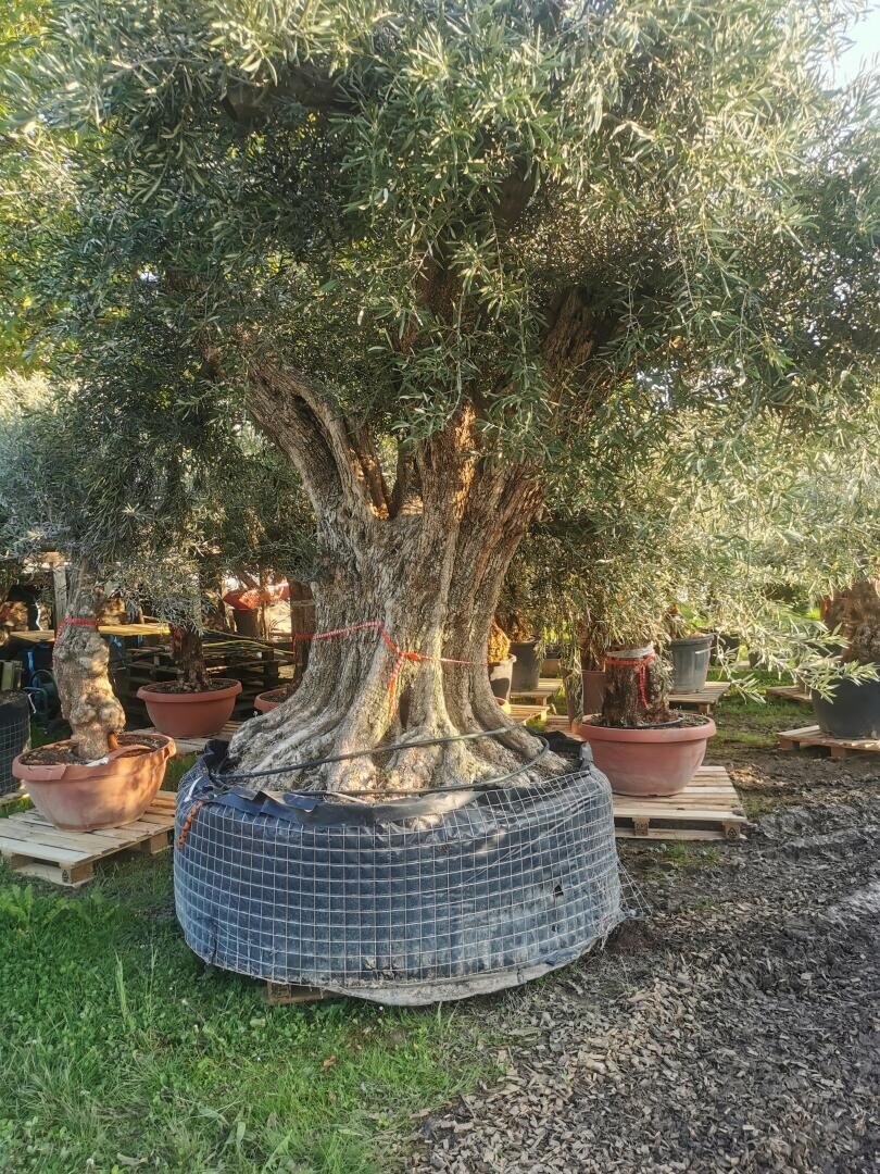 Ein alter, dickstämmiger Olivenbaum steht in einem großen Pflanzkorb, umgeben von anderen Topfbäumen in einer Gärtnerei. Das Sonnenlicht fällt durch die dichten, silbrig-grünen Blätter.