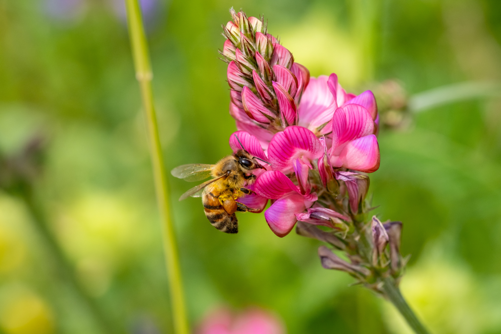Close-up of a bee collecting nectar from a bright pink flower against a blurred green and yellow background.