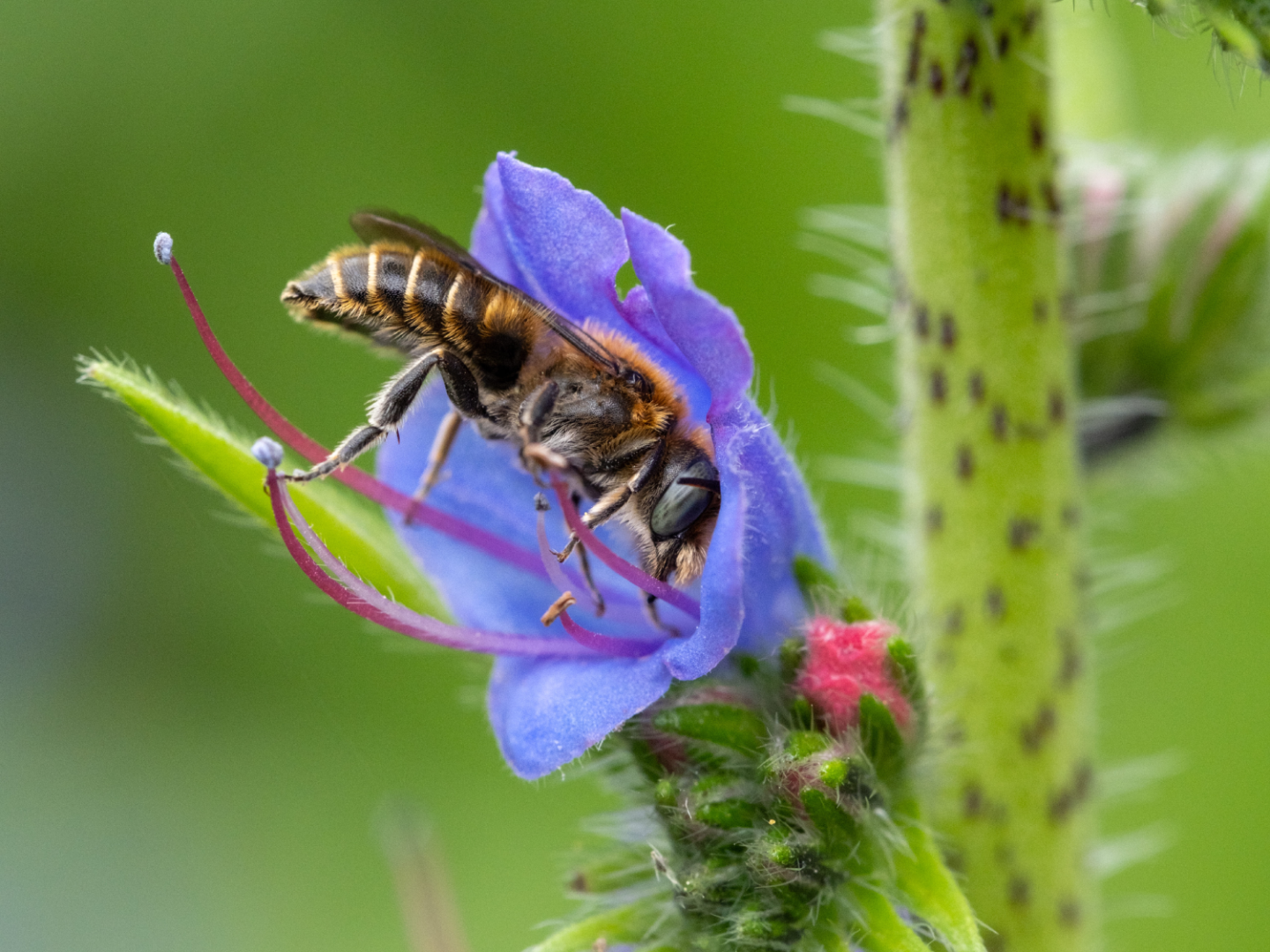 A close-up of a bee collecting nectar in a purple flower. The bee's body nestles between the delicate petals and stamens of the flower, with a green blurred background and a spiky green stem nearby.