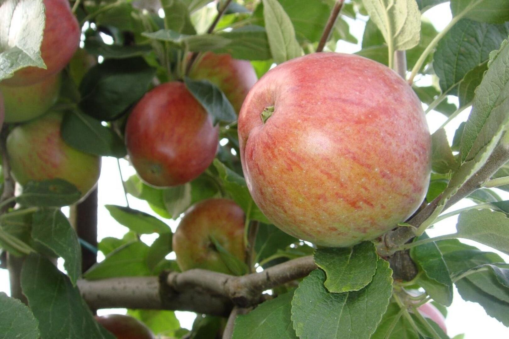 Several ripe red apples hang on the branches of a tree, surrounded by green leaves. The sunlight falls through the leaves and highlights the shiny surface of the apples.