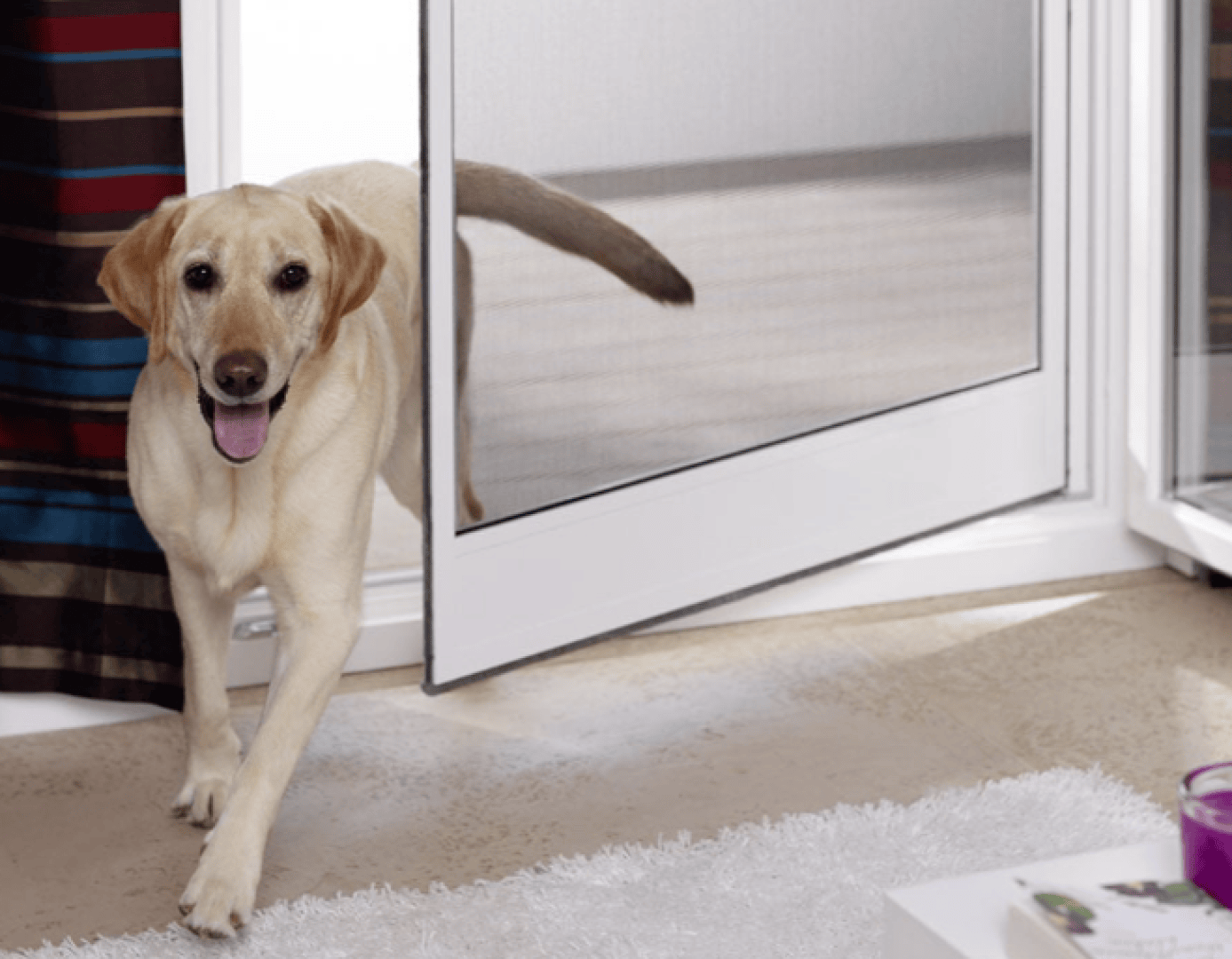 Ein gelber Labrador Retriever läuft durch eine teilweise geöffnete Glastür auf einen hellen Teppich, mit offenem Maul und erhobenem Schwanz, in einem hellen Innenraum.