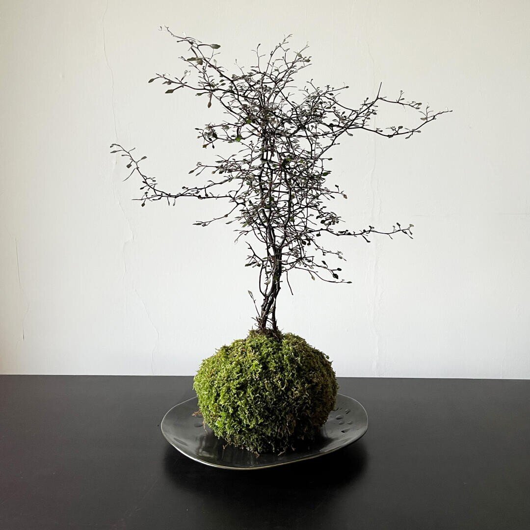 Ein minimalistischer Kokedama-Bonsai mit dünnen, blattlosen Ästen wächst aus einem mit Moos bedeckten Erdballen, der auf einer runden, flachen Platte vor einer schlichten, hellen Wand steht.