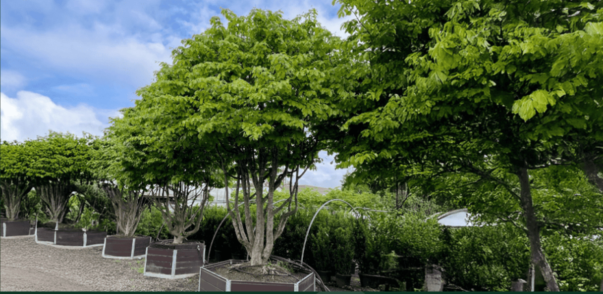 Eine Reihe üppig grüner Bäume in großen, quadratischen Pflanzkästen säumt einen Kiesweg unter einem teilweise bewölkten Himmel. Im Hintergrund sind dichte Hecken und weitere Grünpflanzen zu sehen.