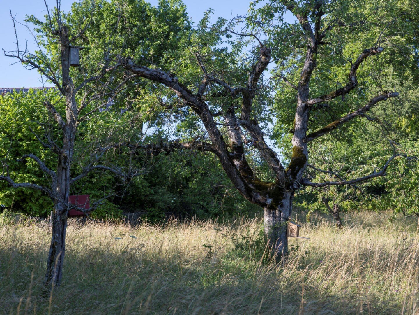 Ein blattloser, knorriger Baum steht im hohen Gras, umgeben von grünen, belaubten Bäumen unter einem klaren blauen Himmel. Ein Vogelhaus ist an einem Pfosten in der Nähe befestigt, und das Sonnenlicht fällt durch die Szene.