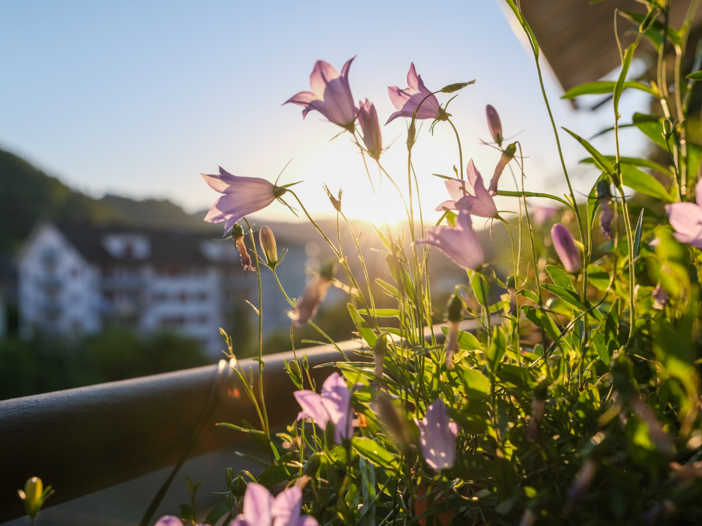 Purple bell-shaped flowers in the sunlight on a balcony railing, with green leaves around them; in the background are blurred buildings and hills under a clear sky at sunset.