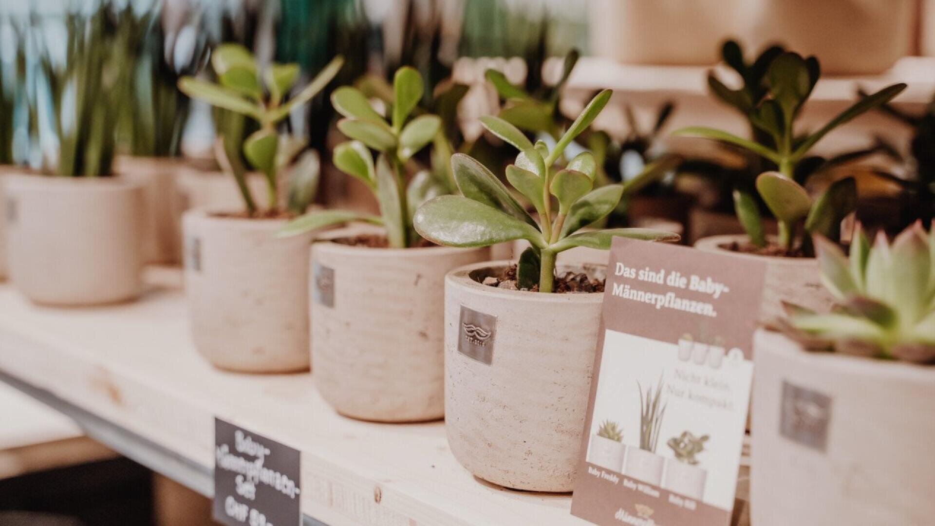 Several small potted succulent plants are arranged in a row on a light wooden shelf. A sign with German text is displayed in front of the plants. The background shows more plants and shelves.
