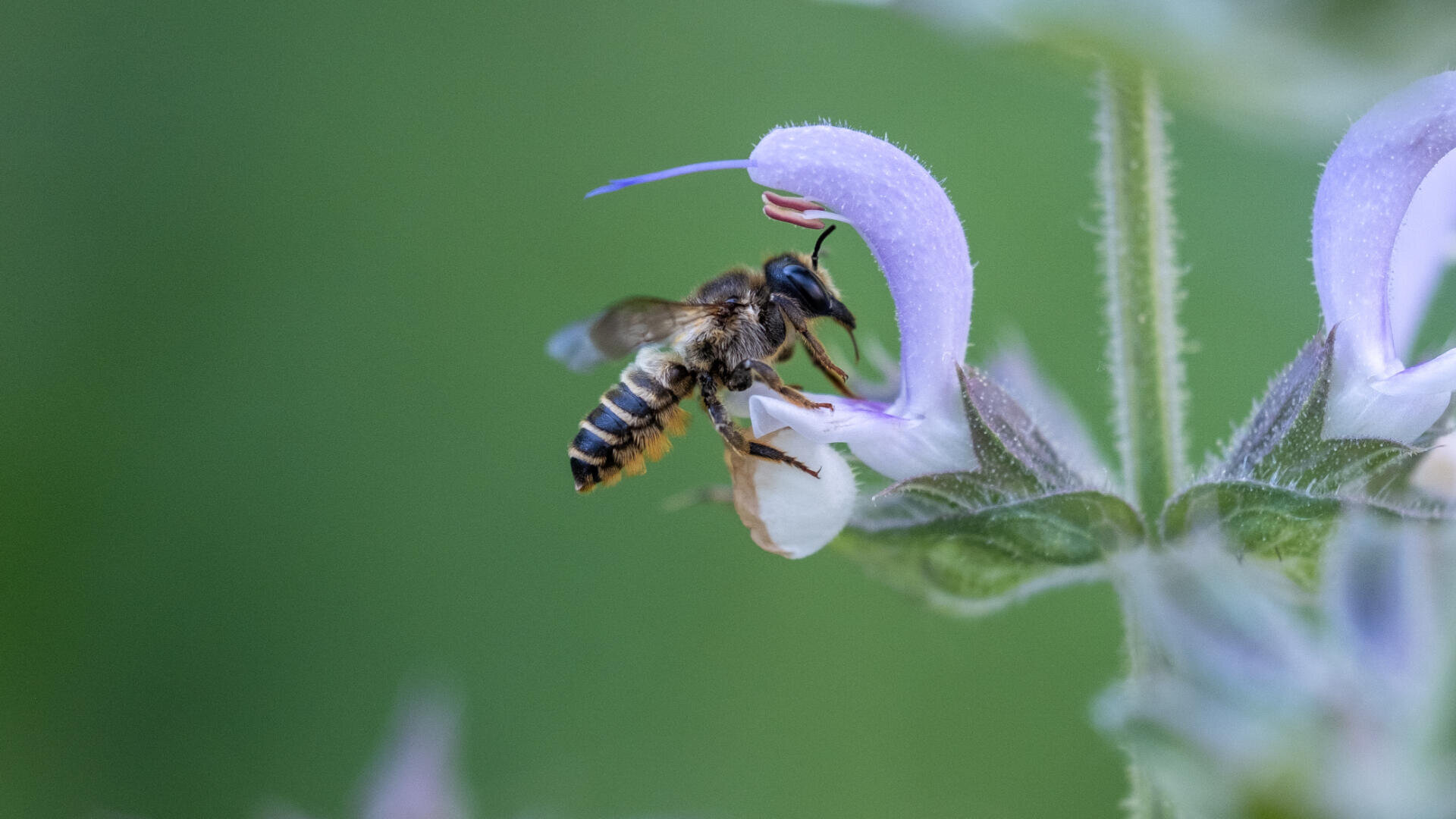 Eine Nahaufnahme einer Biene, die Nektar von einer hellvioletten Blüte sammelt, mit einem unscharfen grünen Hintergrund. Die Flügel, Beine und der gestreifte Hinterleib der Biene sind deutlich zu erkennen.