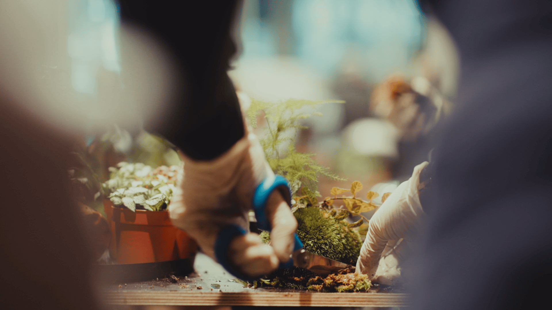 A person with white gloves uses scissors with a blue handle to trim or arrange small potted plants on a table, with greenery and pots blurring in the background.