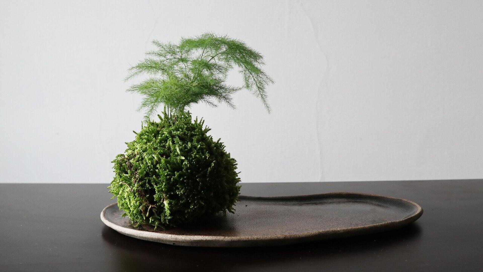 A small kokedama moss ball with a delicate green plant on top sits on an oval ceramic tray against a plain white background.