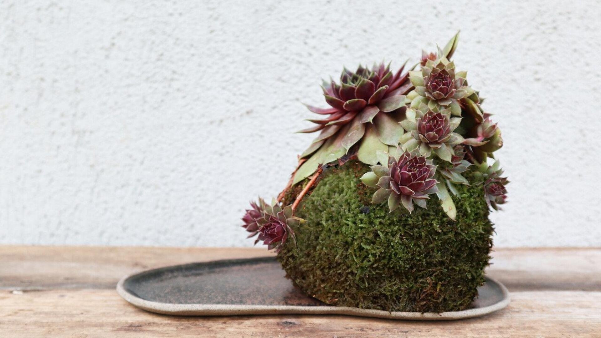 A moss-covered kokedama ball with red-tipped succulent plants sits on a ceramic tray atop a wooden surface, against a plain white textured wall.