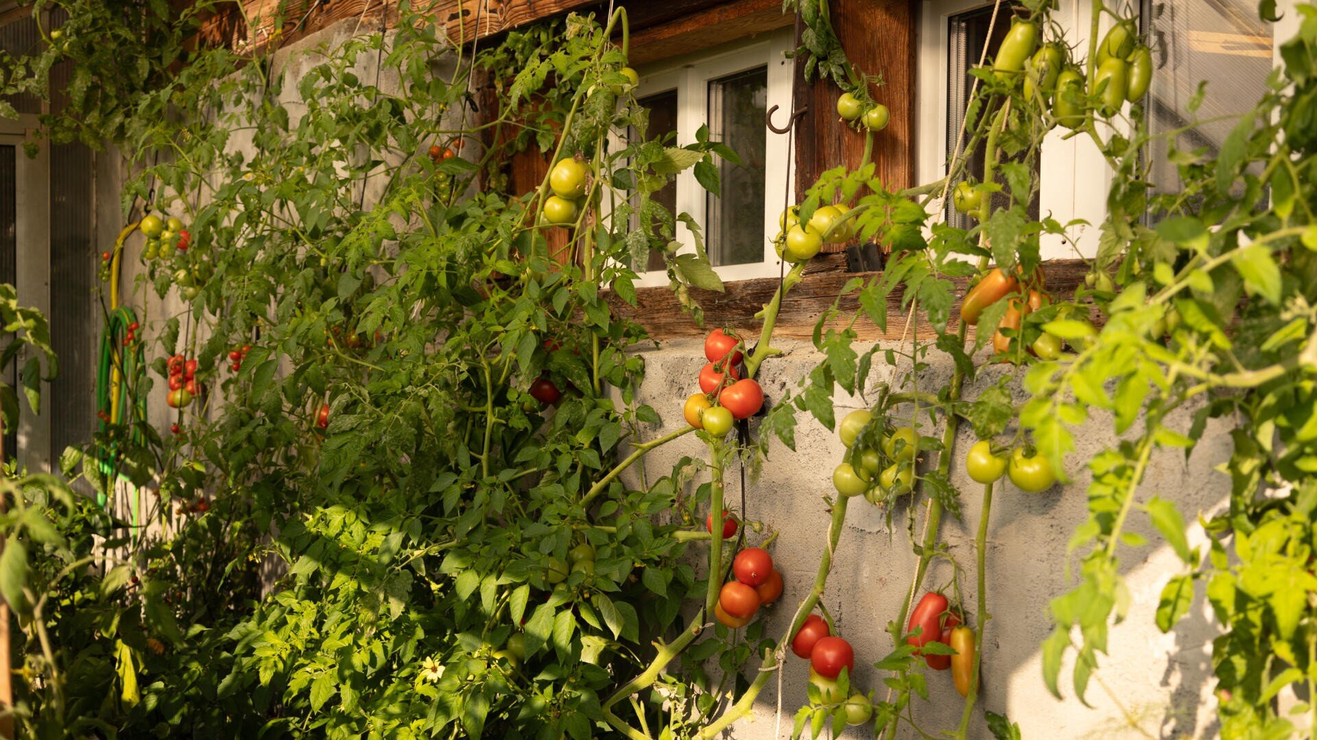 Tomatenpflanzen mit roten, gelben und grünen Tomaten wachsen an der sonnenbeschienenen Außenwand eines Hauses, mit Fenstern darüber und grünen Ranken, die nach oben klettern.