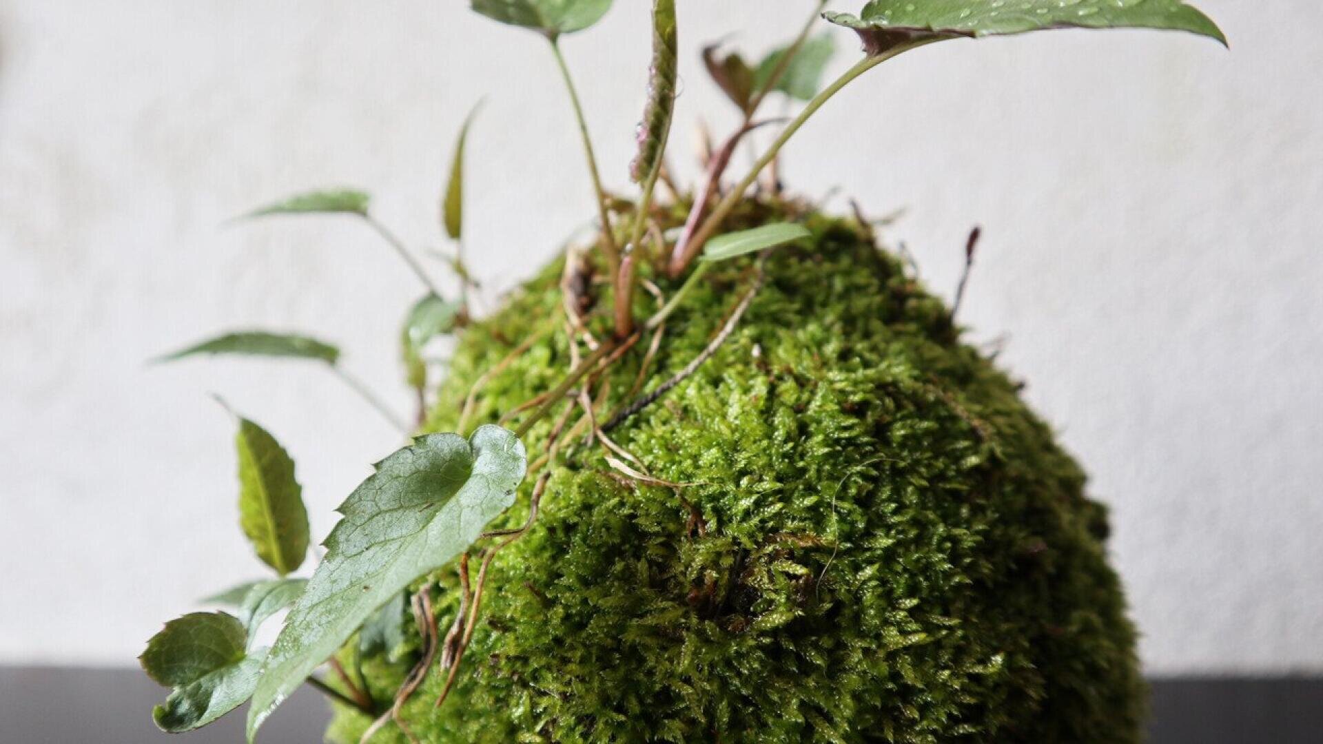 A close-up of a kokedama, a ball of soil covered with green moss and small leafy plants growing from it, set against a plain light background.