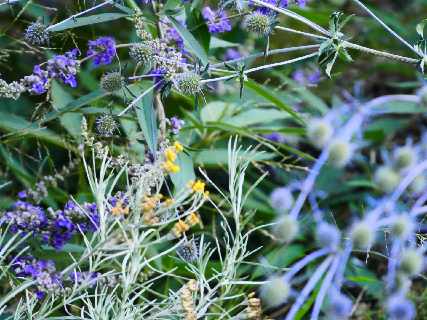A close-up of various wildflowers and plants with purple, yellow and green hues, showing intricate leaves and spiky flower heads in a natural, slightly blurred setting.