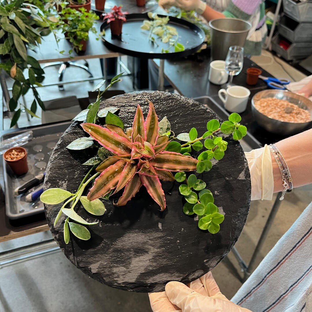 Eine Person mit Handschuhen hält eine runde, schwarze Schieferplatte, auf der bunte Sukkulenten und grüne Blätter angeordnet sind. Im Hintergrund sind weitere Pflanzen und Gartenmaterialien auf einem Tisch zu sehen.