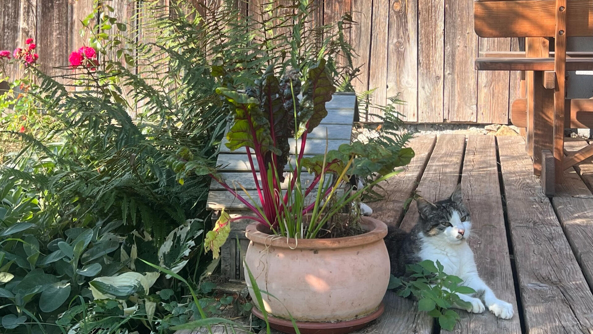 Eine schwarz-weiße Katze faulenzt im Schatten auf einer Holzterrasse neben einer großen Topfpflanze mit roten Stielen und grünen Blättern. In der Nähe gibt es Farne und rosa Blumen, im Hintergrund einen Holzzaun.