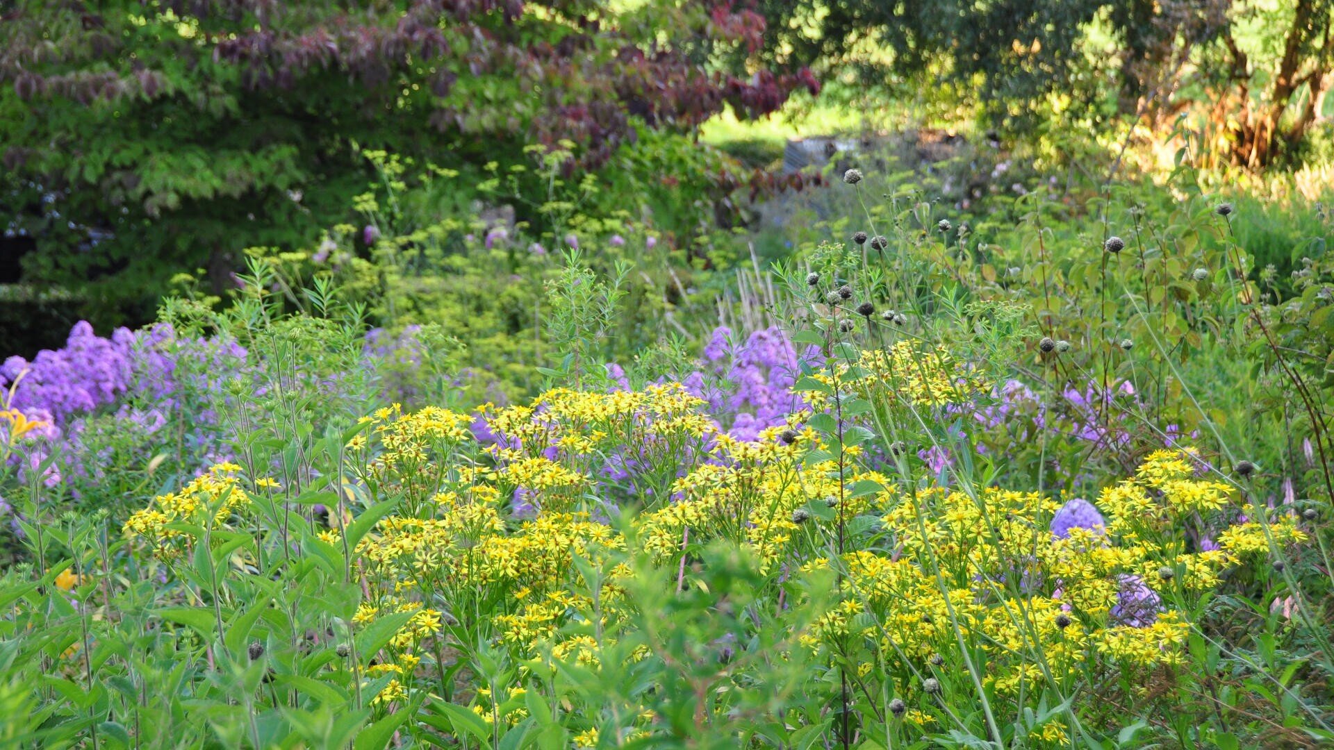 Ein üppiger Garten mit hohen gelben und violetten Wildblumen, umgeben von grünem Laub und Bäumen im Hintergrund, unter hellem natürlichem Sonnenlicht.