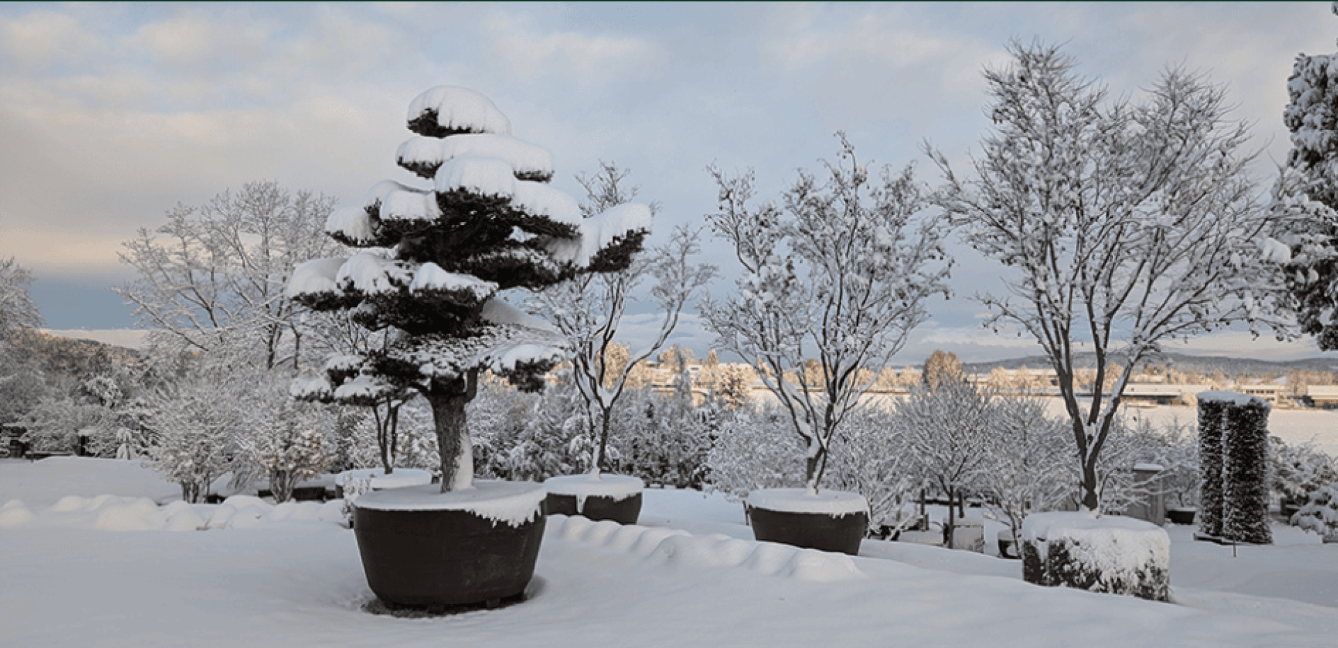 Eine schneebedeckte Landschaft mit großen Topfbäumen und Sträuchern, die alle mit Neuschnee bedeckt sind. Im Hintergrund sind weitere Bäume und entfernte Gebäude unter einem teilweise bewölkten Himmel zu sehen.