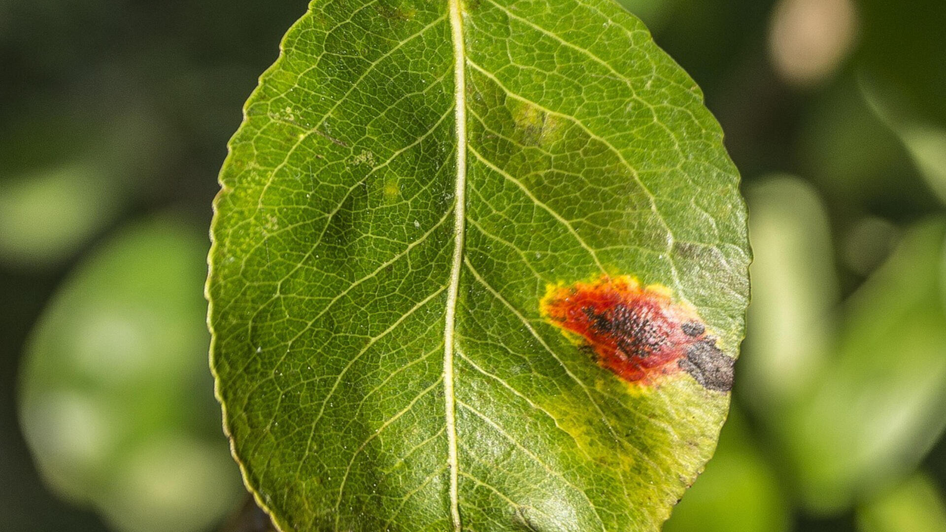 Ein grünes Blatt mit einem großen orangefarbenen und schwarzen Fleck, der auf eine mögliche Krankheit oder Beschädigung hinweist, vor einem unscharfen grünen Hintergrund.