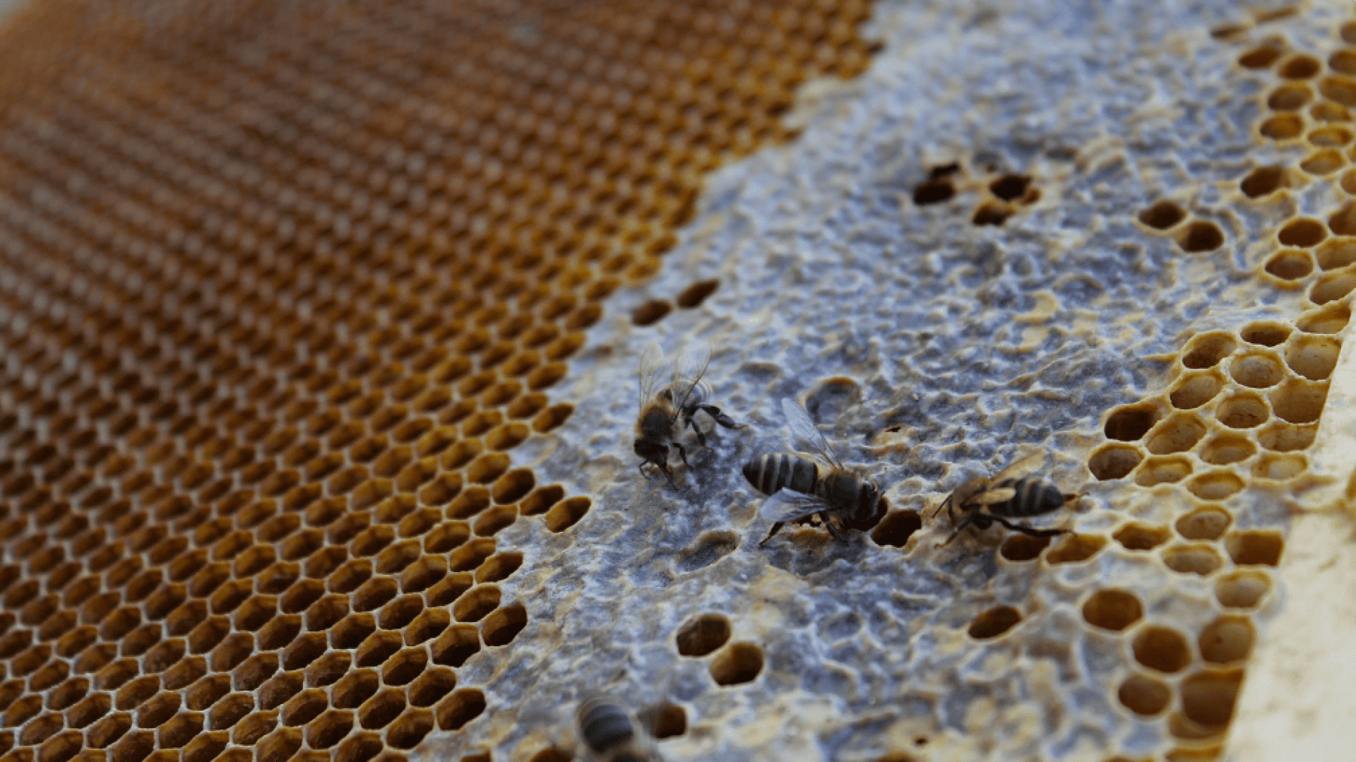 Close-up of several bees on a honeycomb, with some cells capped in a waxy substance and others open. The honeycomb shows a mix of hexagonal cells and textured surface.