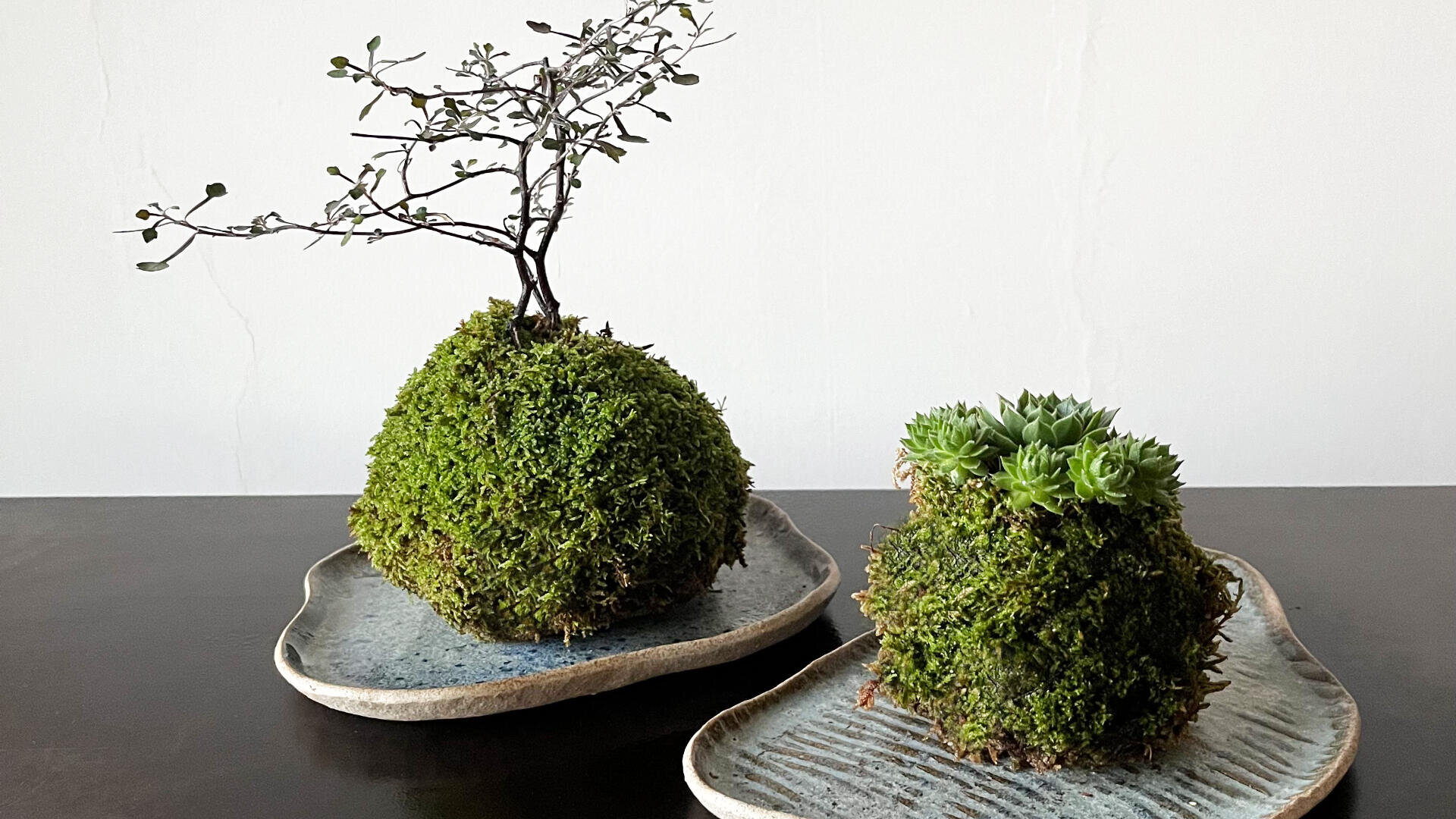 Zwei Kokedama-Mooskugeln auf Keramiktabletts; eine zeigt einen kleinen bonsaiähnlichen Baum, während die andere mit grünen Sukkulenten bestückt ist. Beide stehen auf einer dunklen Fläche vor einem schlichten weißen Hintergrund.