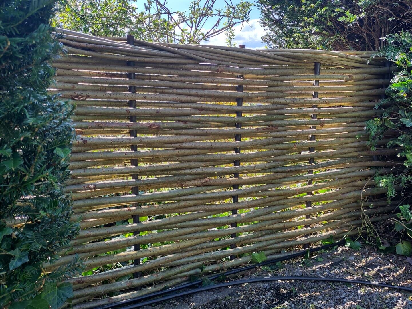 Ein geflochtener Holzzaun aus dünnen, horizontalen Ästen bildet eine rustikale Barriere zwischen grünen Hecken, durch deren Lücken das Sonnenlicht scheint und in deren Nähe Blattpflanzen wachsen.